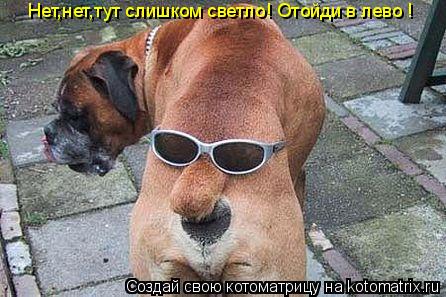 Котоматрица: Нет,нет,тут слишком светло! Отойди в лево !