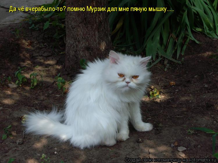 Котоматрица: Да чё вчерабыло-то? помню Мурзик дал мне пяную мышку.....