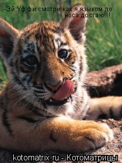 Котоматрица: -Эй,Уффи смотри как я языком до носа достаю!!!