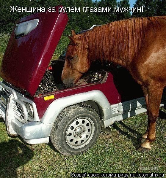 Котоматрица: Женщина за рулём глазами мужчин!