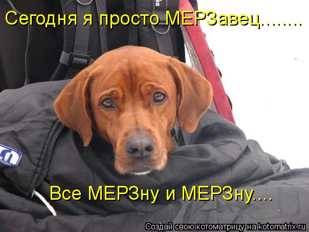 Котоматрица: Сегодня я просто МЕРЗавец........ Все МЕРЗну и МЕРЗну....