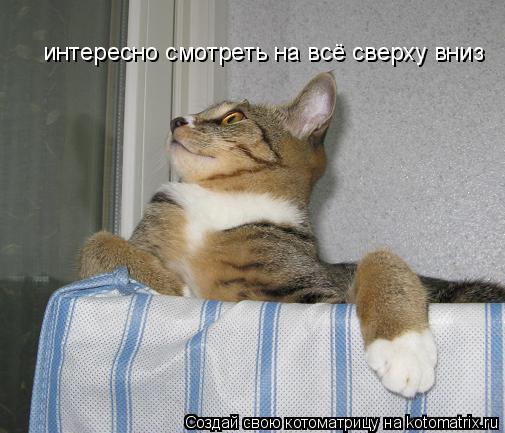 Котоматрица: интересно смотреть на всё сверху вниз