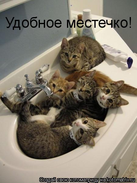 Котоматрица: Удобное местечко!