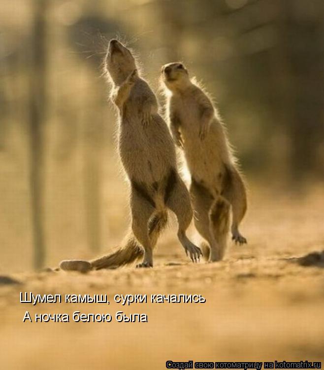 Котоматрица: Шумел камыш, сурки качались А ночка белою была