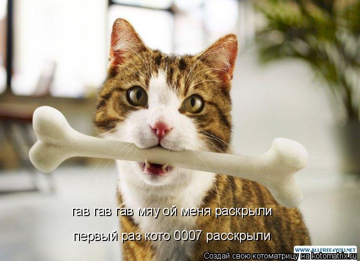Котоматрица: гав гав гав мяу ой меня раскрыли первый раз кото 0007 расскрыли