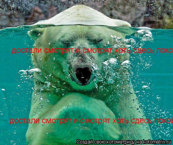 Котоматрица: достали смотрят и смотрят хоть сдесь покой достали смотрят и смотрят хоть сдесь покой