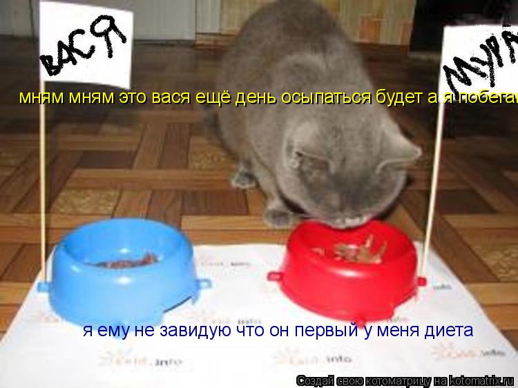 мням мням это вася ещё день осыпаться будет а я побегаю я ему не завидую что он первый у меня диета... Котоматрица: мням мням это вася ещё день осыпаться будет а я побегаю я ему не завидую что он первый у меня диета