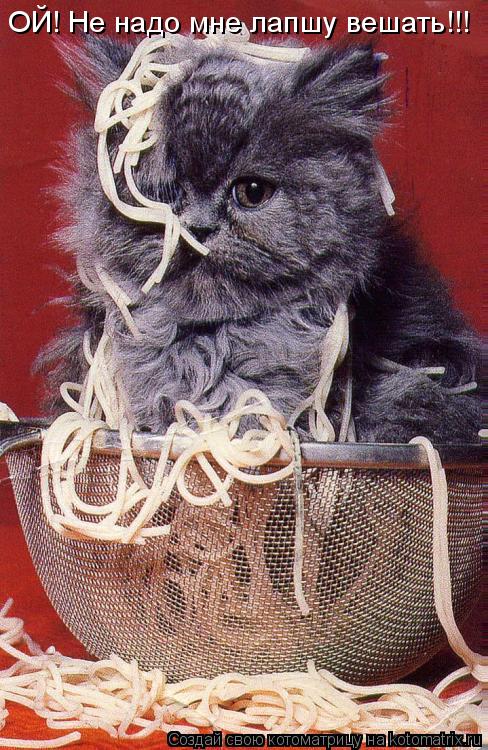 ОЙ! Не надо мне лапшу вешать!!!... Котоматрица: ОЙ! Не надо мне лапшу вешать!!!