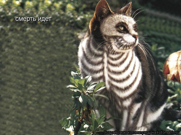 смерть идет... Котоматрица: смерть идет