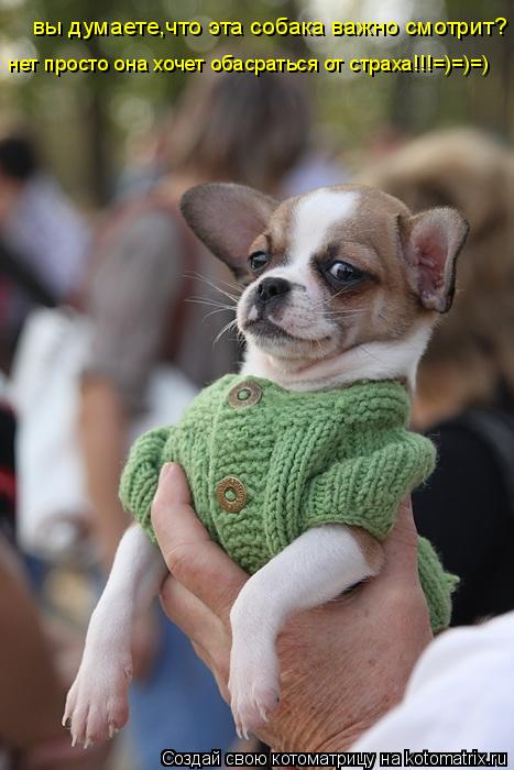 Котоматрица: вы думаете,что эта собака важно смотрит? нет просто она хочет обасраться от страха!!!=)=)=)