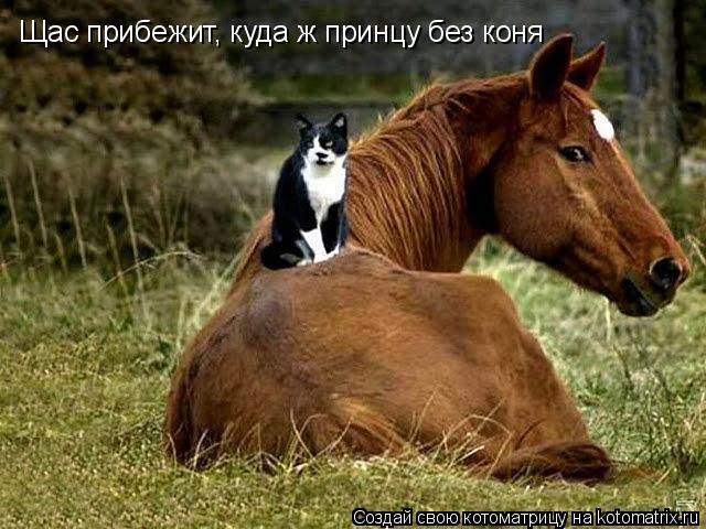 Щас прибежит, куда ж принцу без коня... Котоматрица: Щас прибежит, куда ж принцу без коня
