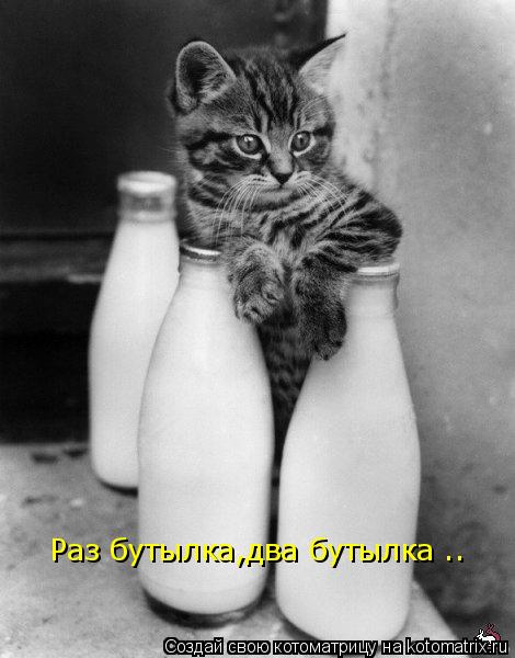 Раз бутылка,два бутылка ..... Котоматрица: Раз бутылка,два бутылка ..