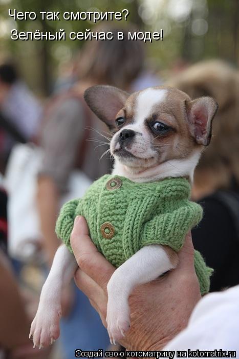Чего так смотрите? Зелёный сейчас в моде!... Котоматрица: Чего так смотрите? Зелёный сейчас в моде!