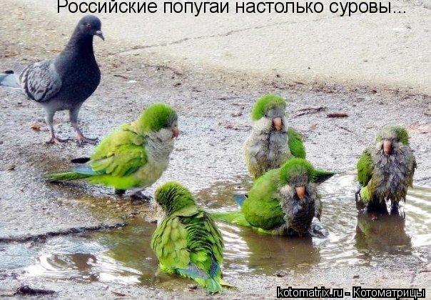 Российские попугаи настолько суровы...... Котоматрица: Российские попугаи настолько суровы...