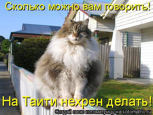 На Таити нехрен делать! Сколько можно вам говорить!... Котоматрица: На Таити нехрен делать! Сколько можно вам говорить!