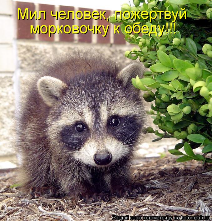 Мил человек, пожертвуй морковочку к обеду!!!... Котоматрица: Мил человек, пожертвуй морковочку к обеду!!!