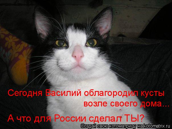 Сегодня Василий облагородил кусты возле своего дома... А что для России сделал ТЫ?... Котоматрица: Сегодня Василий облагородил кусты возле своего дома... А что для России сделал ТЫ?
