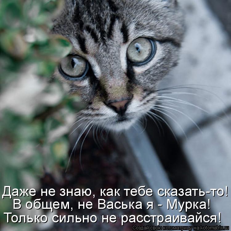 Даже не знаю, как тебе сказать-то! В общем, не Васька я - Мурка! Только сильно не расстраивайся!... Котоматрица: Даже не знаю, как тебе сказать-то! В общем, не Васька я - Мурка! Только сильно не расстраивайся!
