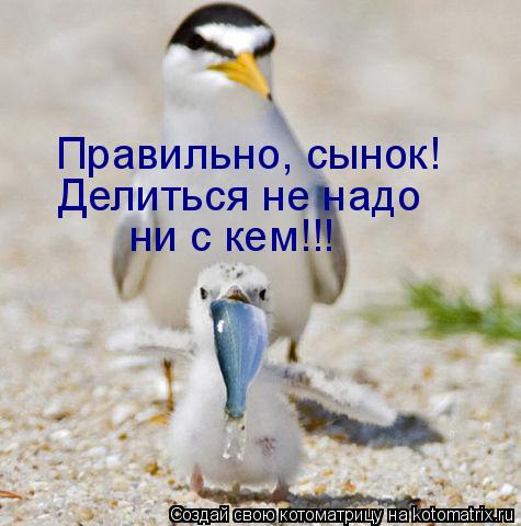 Правильно, сынок! Делиться не надо ни с кем!!!... Котоматрица: Правильно, сынок! Делиться не надо ни с кем!!!