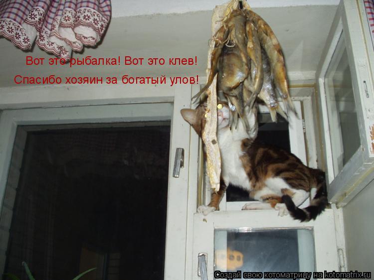 Вот это рыбалка! Вот это клев! пасибо, хозяин за богатый улов!!! Вот это рыбалка! Вот это клев! ... Котоматрица: Вот это рыбалка! Вот это клев! пасибо, хозяин за богатый улов!!! Вот это рыбалка! Вот это клев! Вот