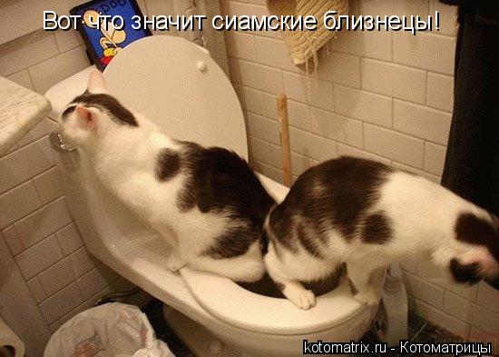 Котоматрица: Вот что значит сиамские близнецы!