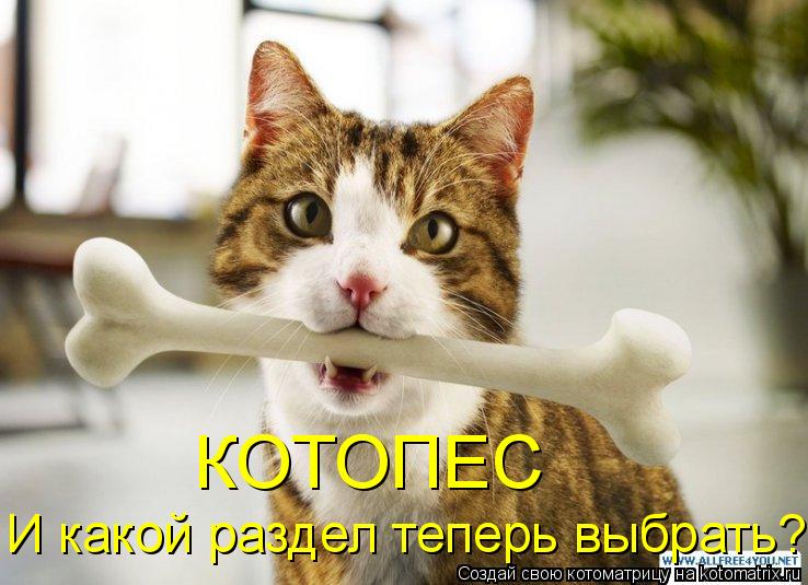 КОТОПЕС И какой раздел теперь выбрать?... Котоматрица: КОТОПЕС И какой раздел теперь выбрать?