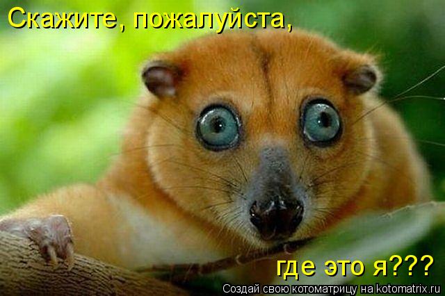Скажите, пожалуйста, где это я???... Котоматрица: Скажите, пожалуйста, где это я???