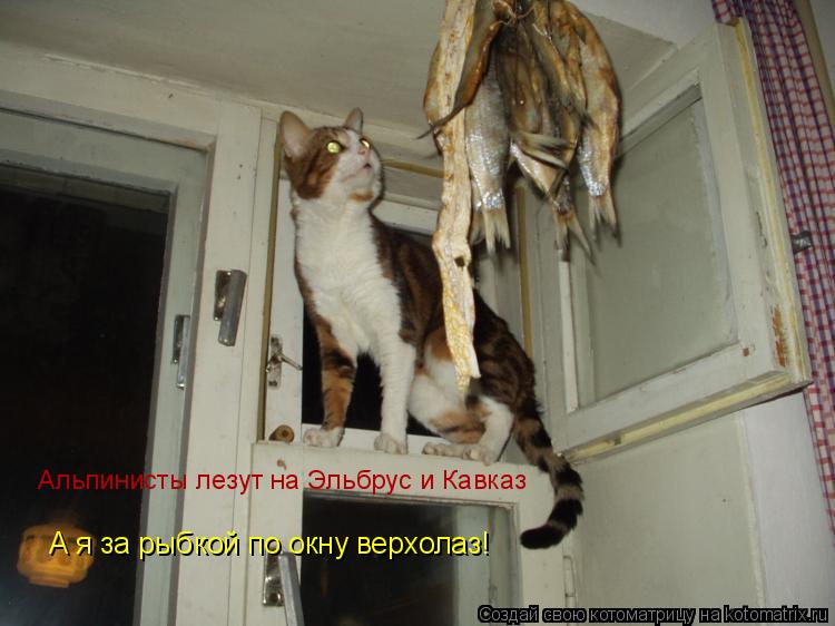 Альпинисты лезут на Эльбрус и Кавказ А я за рыбкой по окну верхолаз!... Котоматрица: Альпинисты лезут на Эльбрус и Кавказ А я за рыбкой по окну верхолаз!