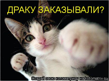 ДРАКУ ЗАКАЗЫВАЛИ?... Котоматрица: ДРАКУ ЗАКАЗЫВАЛИ?
