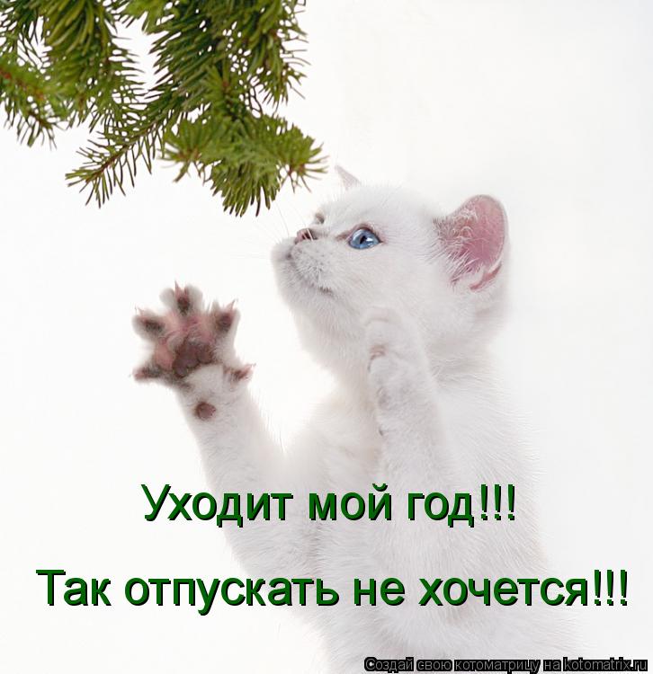 Котоматрица: Уходит мой год!!! Так отпускать не хочется!!!