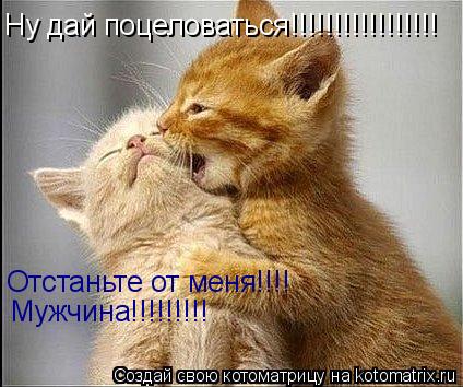Котоматрица: Ну дай поцеловаться!!!!!!!!!!!!!!!!! Отстаньте от меня!!!! Мужчина!!!!!!!!!