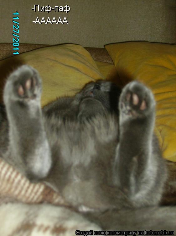 Котоматрица: -Пиф-паф -АААААА