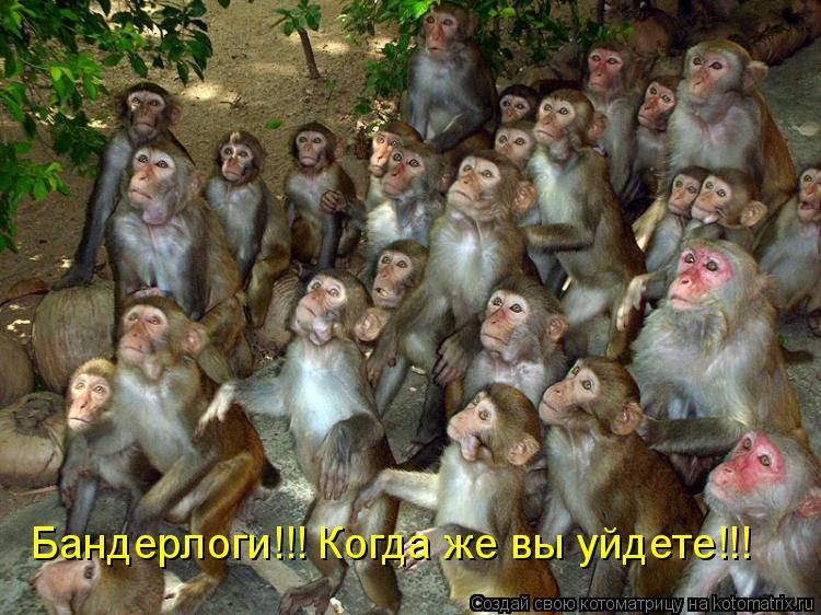 Котоматрица: Бандерлоги!!! Когда же вы уйдете!!!
