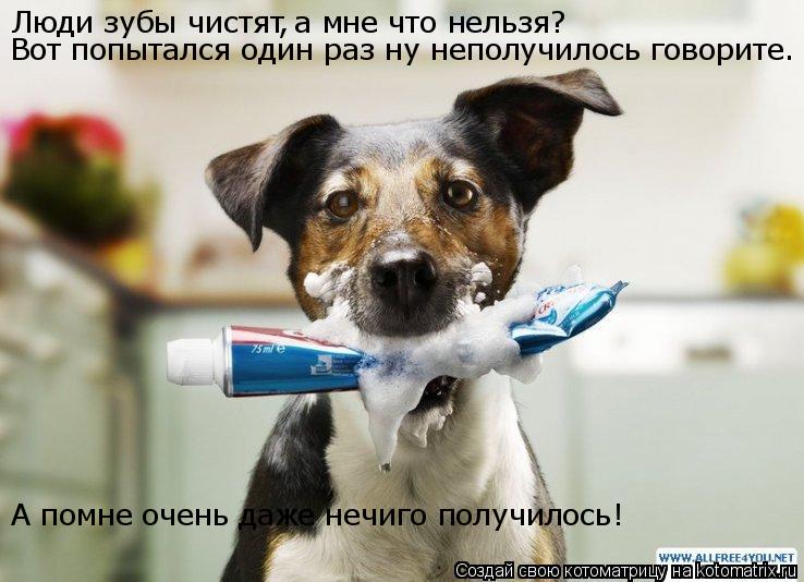 Котоматрица: Люди зубы чистят а мне что нельзя? , Вот попытался один раз ну неполучилось говорите. А помне очень даже нечиго получилось!