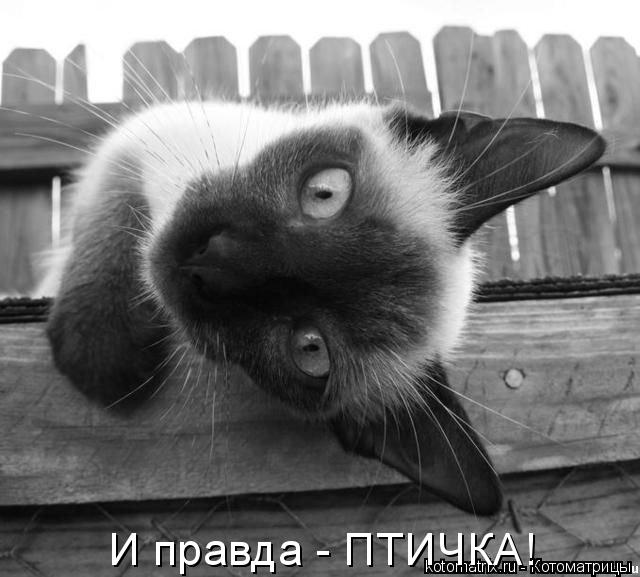 Котоматрица: И правда - ПТИЧКА!