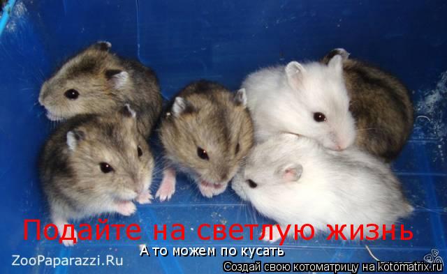 Котоматрица: Подайте на светлую жизнь А то можем по кусать