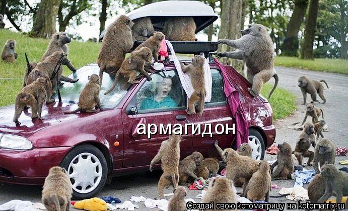 Котоматрица: армагидон