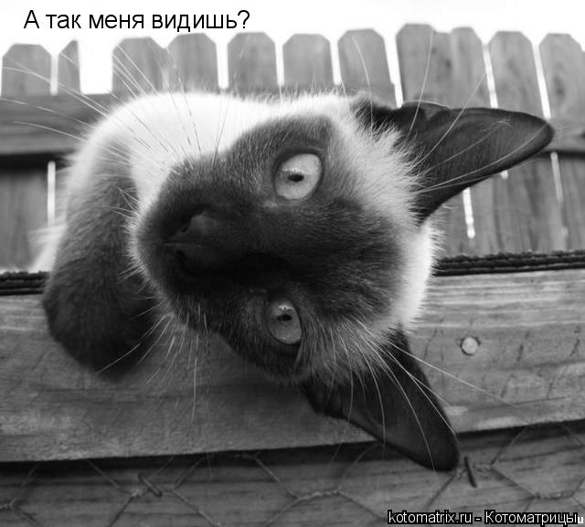 Котоматрица: А так меня видишь?