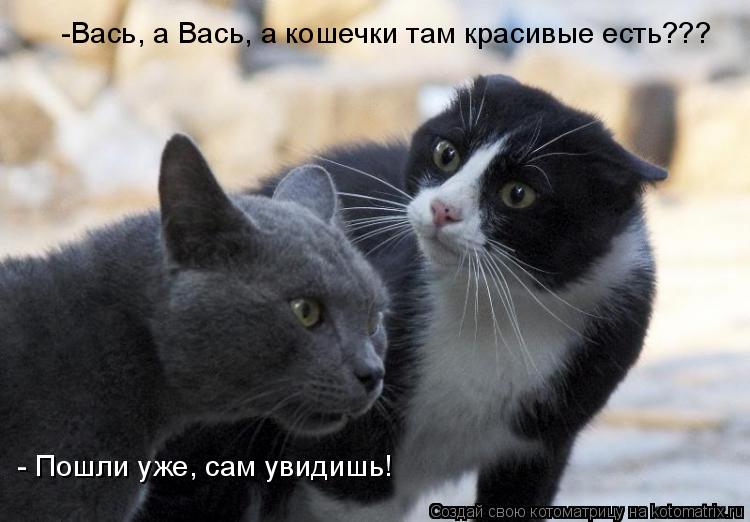 Котоматрица: -Вась, а Вась, а кошечки там красивые есть??? - Пошли уже, сам увидишь!
