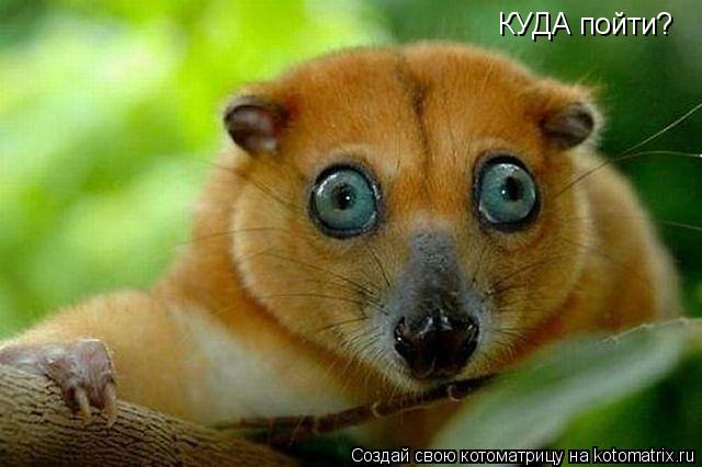 Котоматрица: КУДА пойти?