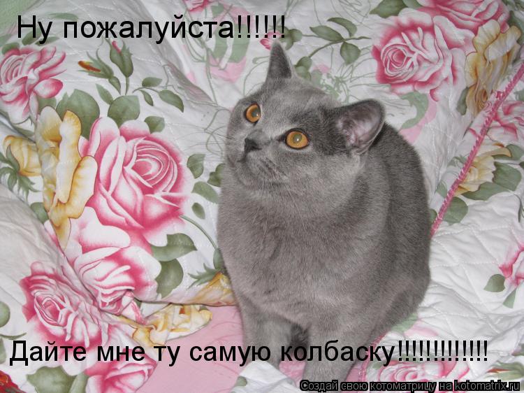 Котоматрица: Ну пожалуйста!!!!!! Дайте мне ту самую колбаску!!!!!!!!!!!!!
