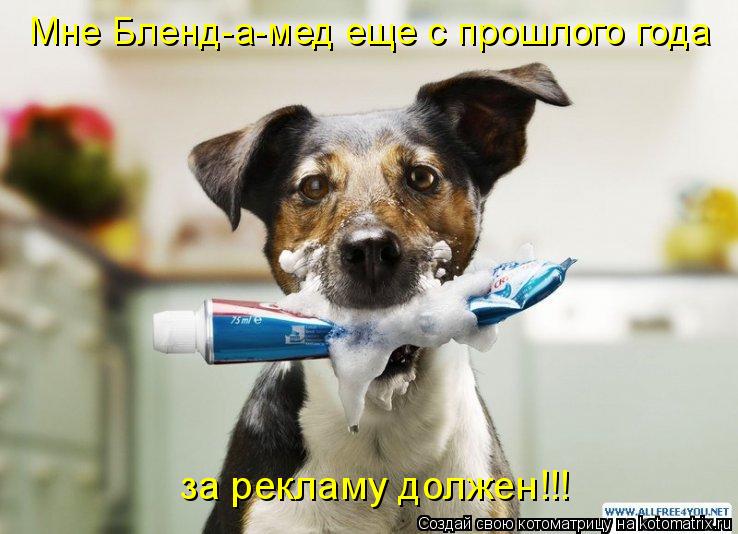 Котоматрица: за рекламу должен!!! Мне Бленд-а-мед еще с прошлого года
