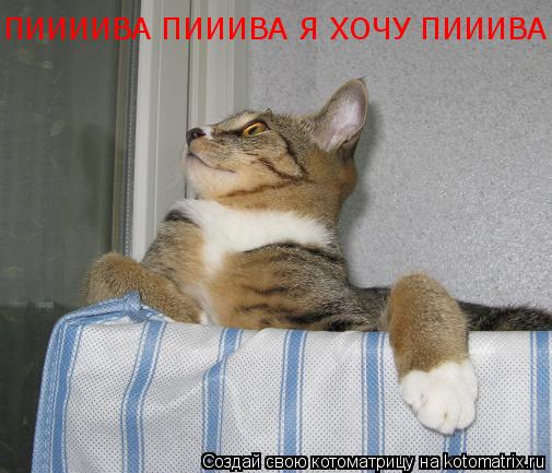 Котоматрица: ПИИИИВА ПИИИВА Я ХОЧУ ПИИИВА