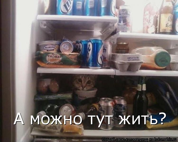 Котоматрица: А можно тут жить?