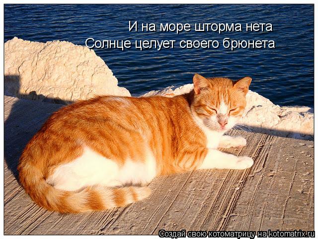 Котоматрица: И на море шторма нета Солнце целует своего брюнета