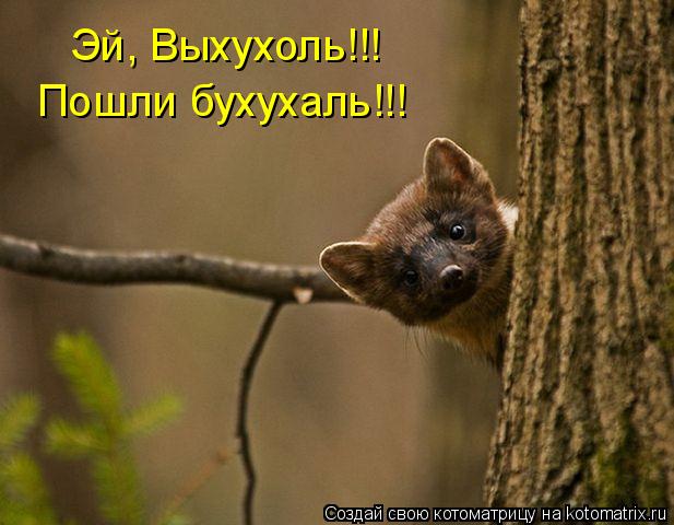 Котоматрица: Эй, Выхухоль!!! Пошли бухухаль!!!
