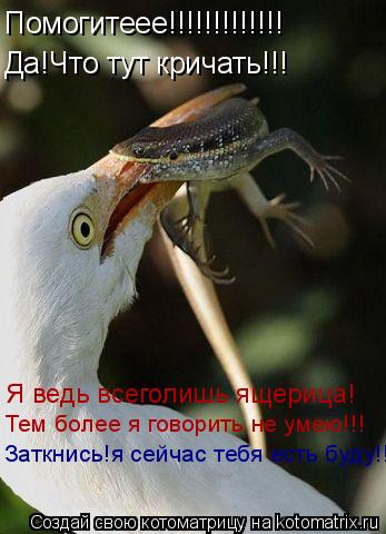 Котоматрица: Помогитеее!!!!!!!!!!!!! Да!Что тут кричать!!! Я ведь всеголишь ящерица! Тем более я говорить не умею!!! Заткнись!я сейчас тебя есть буду!!!