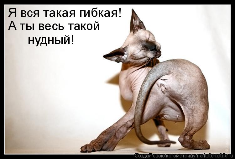 Котоматрица: Я вся такая гибкая! А ты весь такой  нудный!