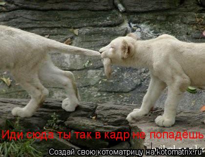 Котоматрица: Иди сюда ты так в кадр не попадёшь