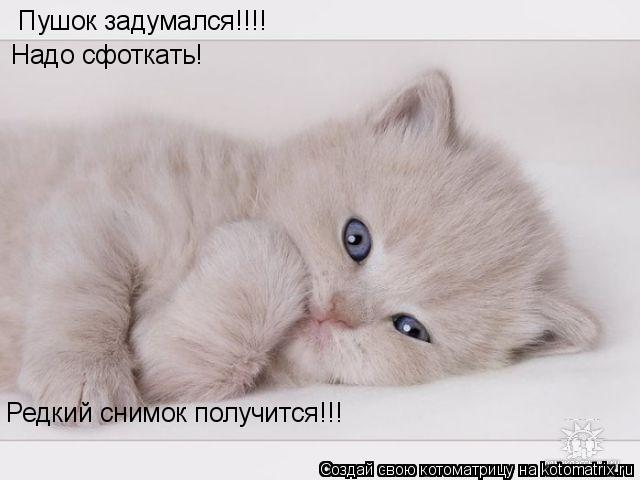 Котоматрица: Пушок задумался!!!! Надо сфоткать! Редкий снимок получится!!!